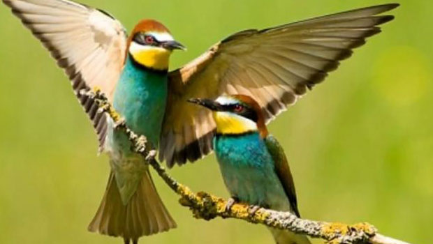 A Cor do Amor – Lukas Montteiro